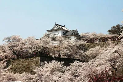 Планируем весенний тур в Японию. Даты и локации цветения сакуры в 2019 году  | Ассоциация Туроператоров