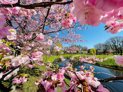 В Вашингтоне начинают цвести сакуры: как насладиться зрелищем лично и  онлайн - ForumDaily