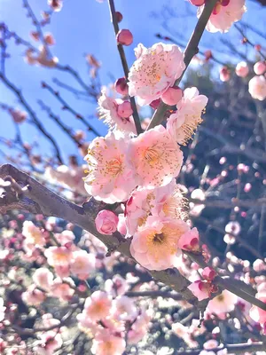 Цветки Сакуры стоковое фото. изображение насчитывающей нерезкости - 36639944