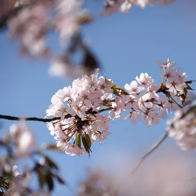 Как отличить цветки сакуры от сливы и персика 🌸 | Konnichiwa Club | Всё о  Японии | Дзен