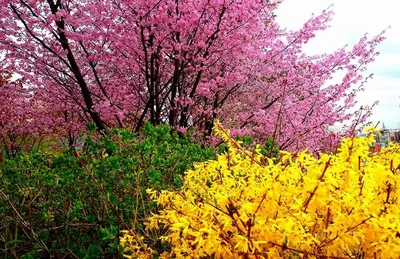 Фестиваль цветения сакуры пройдет в Крыму в конце апреля - Российская газета