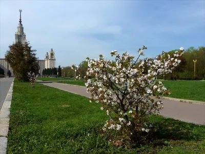 Город-сад ВВГУ: посмотреть на цветение сакуры можно в дендропарке  университета . Владивостокский государственный университет ВВГУ