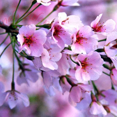 В Токио начался сезон цветения сакуры - Chayka.lv
