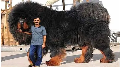 Картинки самой большой собаки