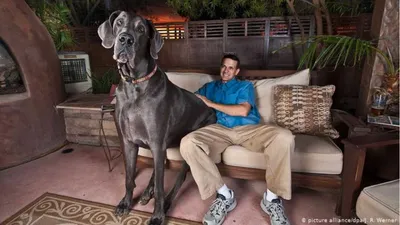 Собаки-гиганты: самые крупные породы - Русская семерка