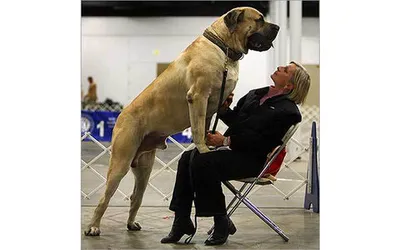 Самые высокие собаки в мире
