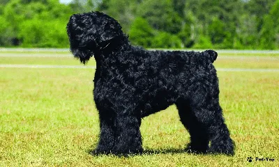 Эксперты назвали 10 самых больших пород собак в мире — Ferra.ru