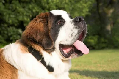 Самые большие собаки | Реестр рекордов России