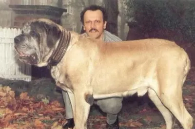 Умерла самая большая в мире собака - KP.RU