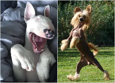 10+ смешных фото собак, которые пытались быть хорошими, но что-то пошло не  так