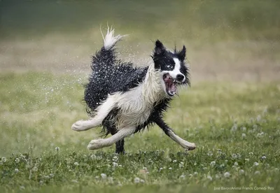 Самые смешные породы собак! | МанкиБлог | Дзен