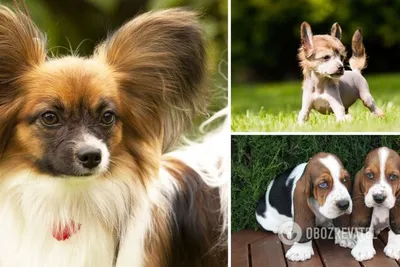 Галерея картинок от нейросетей Собаки | Самые милые животные, Собаки,  Смешные животные