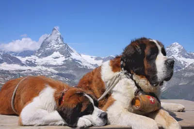 Топ-10 самых больших пород собак в мире – наши защитники и верные друзья |  Животный мир | Дзен