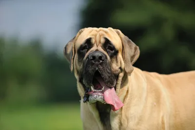 Самые большие породы собак в мире - ТОП 10 - YouTube