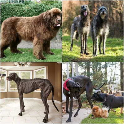 Какие породы собак самые крупные? - SUPERPET