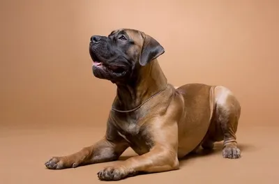 Groomeru » ТОП-10 самых больших пород собак с кратким обзором характера и  ухода