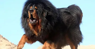 Немецкий дог: одна из самых больших пород собак в мире