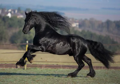 Картинки самых красивых лошадей в мире