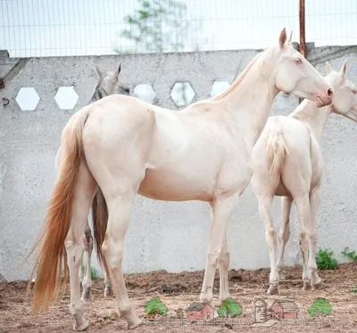 Обзор самых красивых лошадей в мире: их фото и видео | Лошади, Красивые  лошади, Кобе