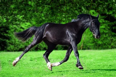 25 самых красивых и грациозных лошадей, которыми можно любоваться бесконечно