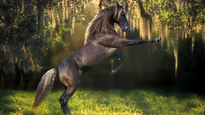 Пикабу - Ахалтекинская лошадь — одна из самых красивых лошадей в мире |  Facebook