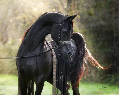 Интересности - Одна из самых красивых пород лошадей в мире😍😘 | Facebook
