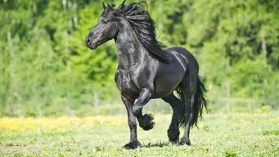 Самая красивая лошадь в мире: топ-10