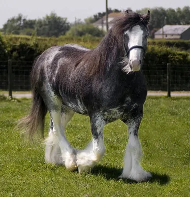 20 самых редких и красивых лошадей в мире.