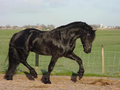 Самые красивые лошади в мире. Ахалтекинская порода лошадей