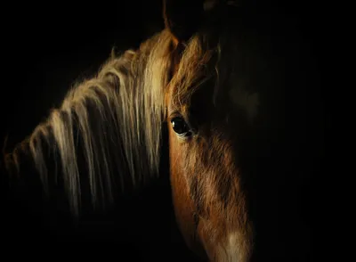 Самые красивые породы лошадей в мире: фото и названия