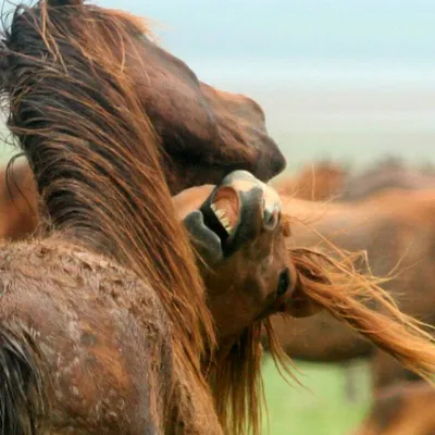 10 самых красивых пород лошадей - Удивительный Мир Животных | Pretty  horses, Show horses, Beautiful horses