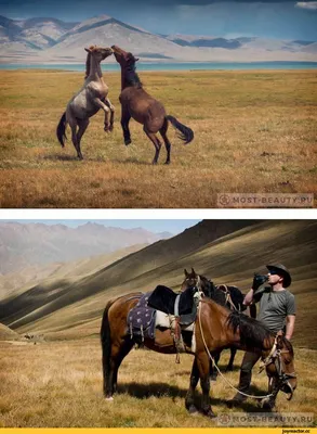 Ахал-Теке: одна из самых красивых лошадей в мире - ЯПлакалъ