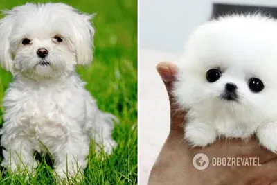 Маленькие породы собак - какие самых популярных маленьких собак