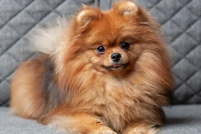 10 самых маленьких собак в мире, которых так и хочется обнять | Шоу |  OBOZ.UA
