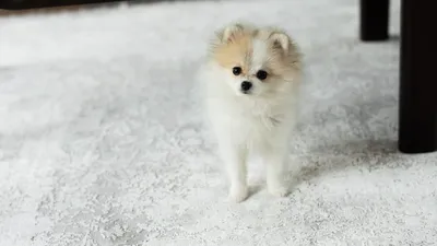 Groomeru » 5 самых маленьких собак