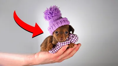 5 самых злых маленьких собак в мире - Рамблер/субботний
