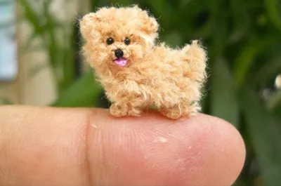 Картинки самых маленьких собак фотографии