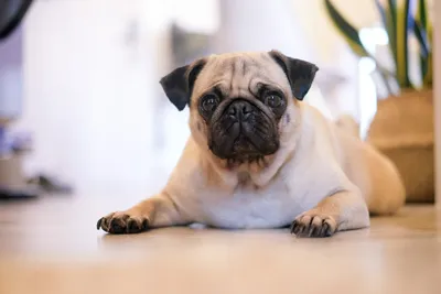 Пес в мешке: в РФ начали продавать мини-собак из Кореи за 1,5 млн | Статьи  | Известия