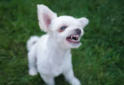 Маленькие Собаки Mini-Dogs - Информация о породах, консультации, фотосессии  собак