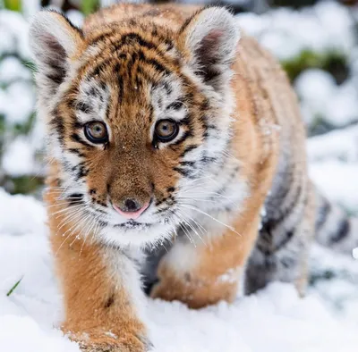 15 самых редких животных в мире, находящихся на грани вымирания