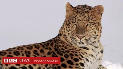 Самые редкие животные в мире - Совместные покупки Город друзей Воронеж -  цены как для друга!