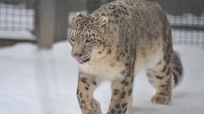 Лиса-Меланист — одно из самых редких животных!🦊 😍😍😍 | ВПШ | ВКонтакте