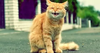 Топ-10 фото смешных котов | Отдохни от будней | Дзен