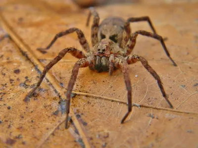 Опаснейшие и ядовитые пауки в мире: остерегайтесь даже подходить к ним! |  tvoya-afisha | Дзен