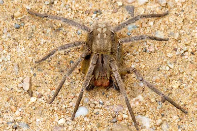 Картинки самых страшных пауков фотографии