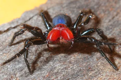 5 самых опасных и смертоносных пауков. | Источник | Дзен