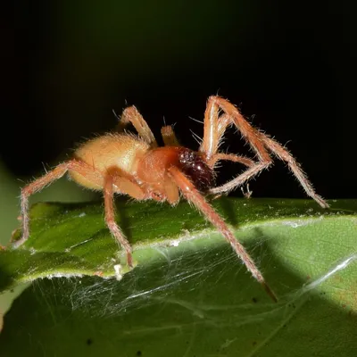 Андрей Шаповалов - Знакомьтесь, один из самых опасных пауков у нас, желтый  сак. Он же Хейракантиум Колющий. Он же Сумочный Паук (Cheiracanthium  punctorium). Яд этого паука представляет клиническую опасность для  человека. Укус