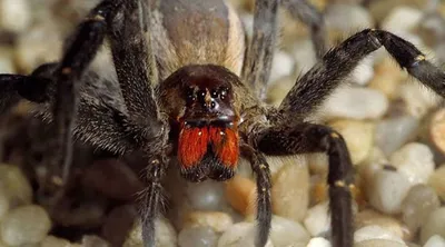 В одном из штатов США началось нашествие гигантских пауков-тарантулов -  ForumDaily