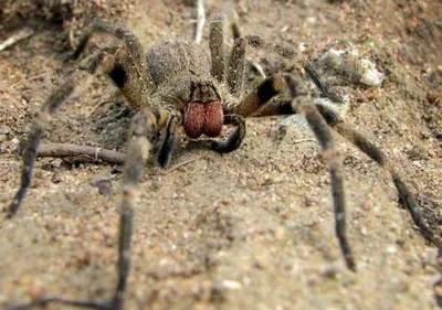 10 самых опасных пауков на планете | Men's Space | Дзен