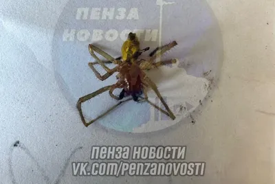 25 самых опасных насекомых (фото) - Новости Армении - Терт.am